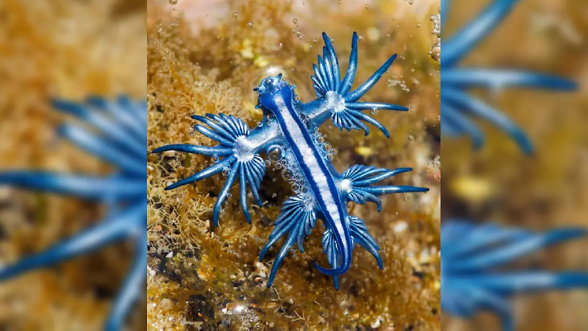 Seeschnecke, blauer Drache