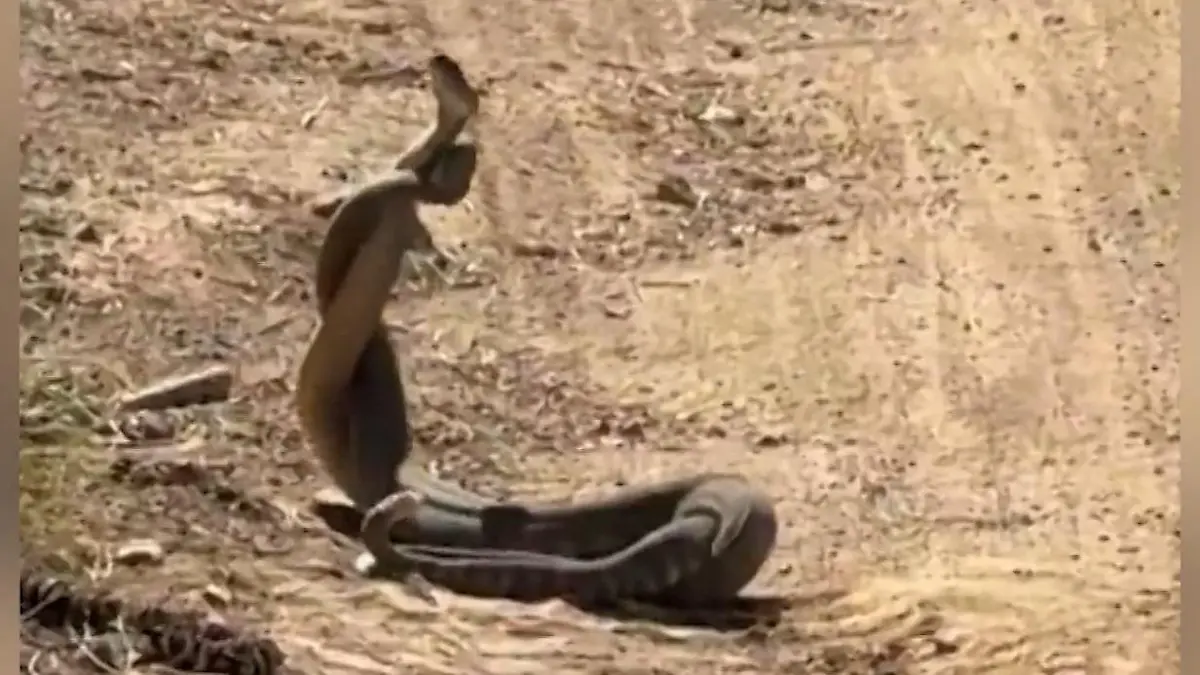 Verworrener Liebeskampf! Schlangen kämpfen um die Gunst des Weibchens Reptilien-Duell in Touri-Park