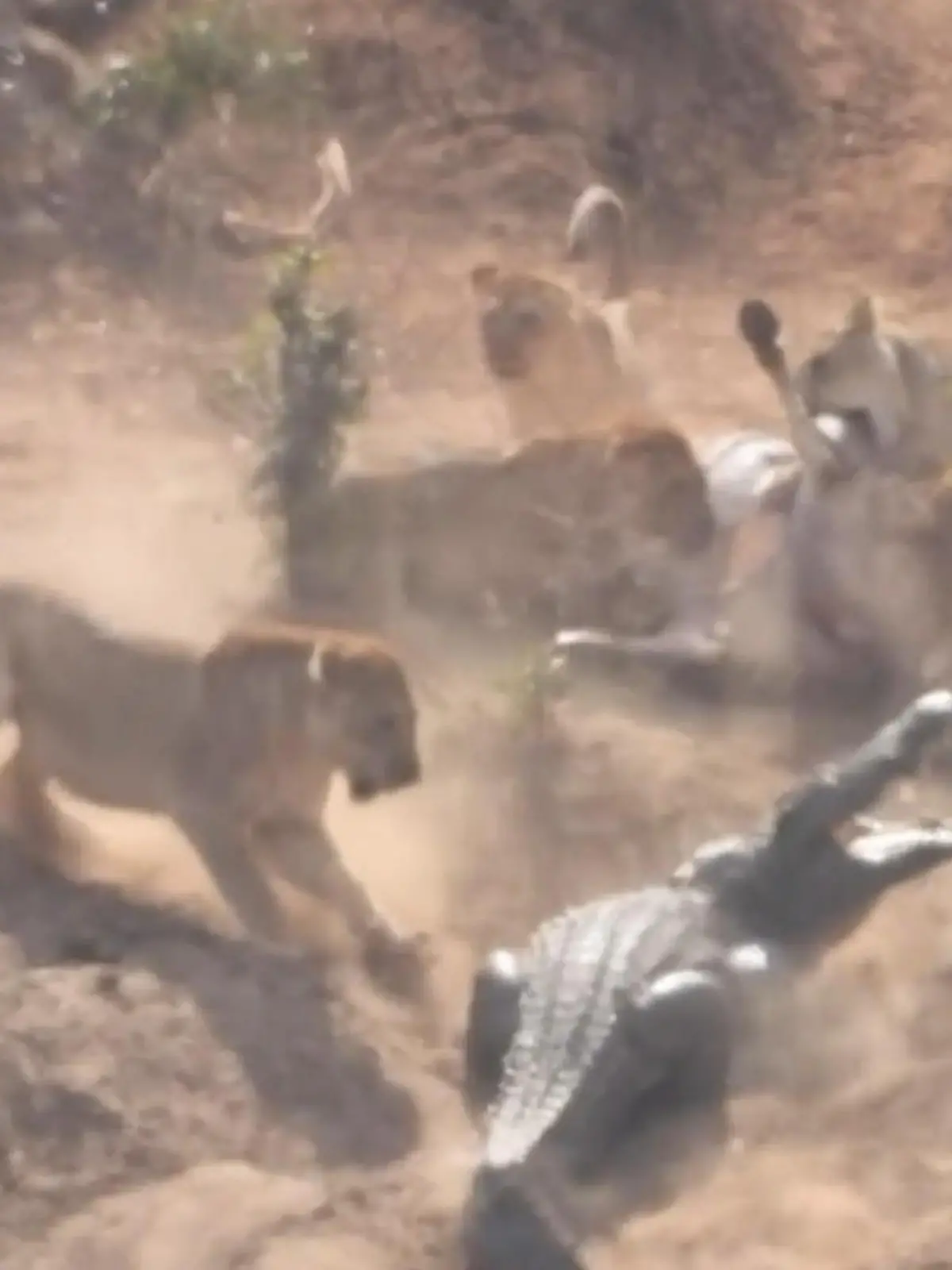 Bild zu: "Kampf gegen zwölf Krokodile! Löwen riskieren ihr Leben für fette Beute"