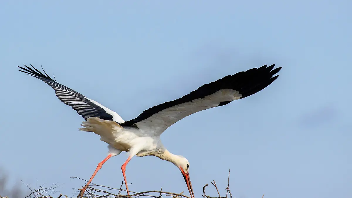 Die Störche nutzen die günstigen Wetterbedingungen und fliegen ab gen Süden. (Archivbild)