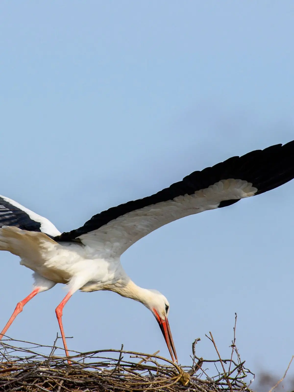 Bild zu: "Wurde ein Storch in seinem Nest erschossen?"
