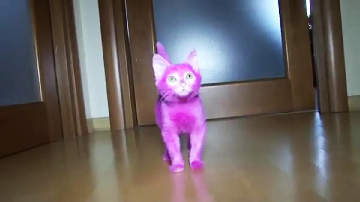 Junge Katze stirbt an gefärbten Fell / 2015 *** Pic shows: The kitten remained pink and continued to lick at its pink. Apparently the pink colour had poisoned it.Russian author Lena Lenina is under fire from animal rights activists after having her cat died pink shortly before it died of poisoning.According to local media the pink colour had poisoned the young cat after she had made the main attraction at a pretty in pink party last September in which all of the guests had to wear pink.Eyewitnesses told local media that the animal which at that stage was a young kitten had been hysterical the whole evening was constantly trying to get out of her hands.She was massively criticised for the stunt but rejected the criticism, saying that she had been told by her vet that it was actually beneficial. She said: 'The pink colour was especially chosen for his healing properties and also strengthens the cat's hair. My vet told me it was a beneficial addition.'But as soon as the media fuss died down she quickly lost interest in the kitten, which remained pink and continued to lick at its pink, apparently causing it to ingest some colour from which animal-rights activists say it later died.Local media have already reported that the cat confirmed it had died from being poisoned by toxic substance.Among those that criticised her was artist Yuri Kuklachev who described the stunt as pointless and unnecessarily cruel.And there is now an online petition demanding that the local governor police to investigate the right animal cruelty charges. The petition gathered several thousand signatures but at the moment there has not been an official response from the local government.(ends)