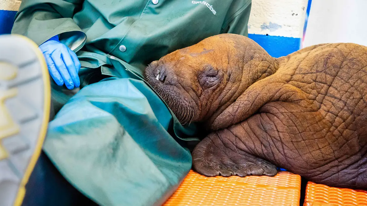 Um die mütterliche Nähe nachzuahmen, wird rund um die Uhr mit dem Walross-Baby gekuschelt.