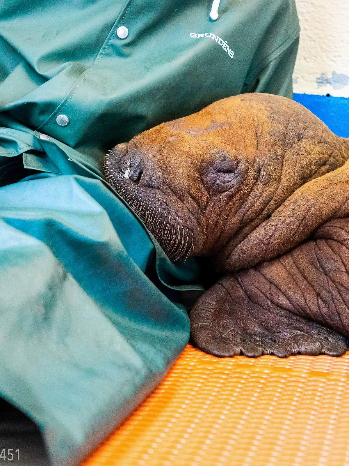 Um die mütterliche Nähe nachzuahmen, wird rund um die Uhr mit dem Walross-Baby gekuschelt.