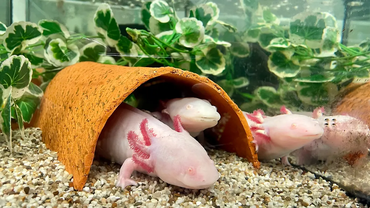 Drei Axolotl schwimmen im Aquarium.