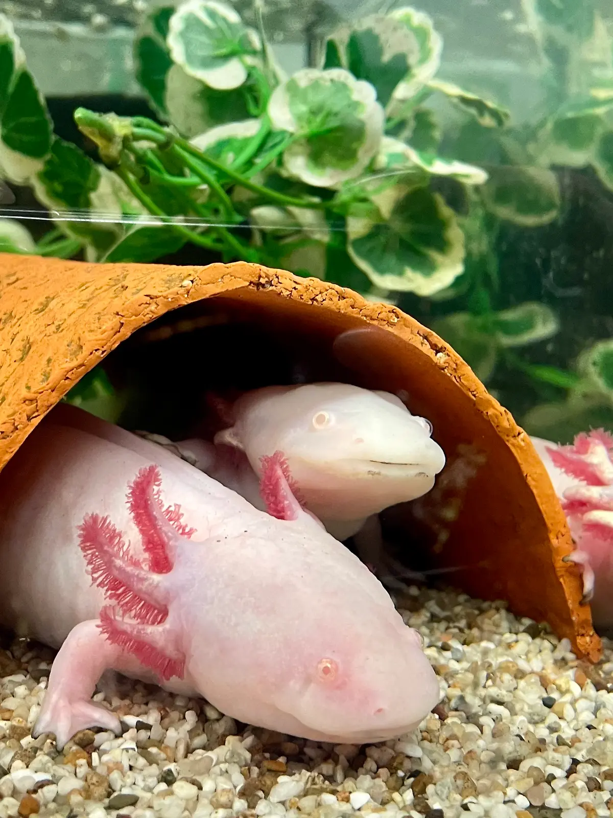 Drei Axolotl schwimmen im Aquarium.