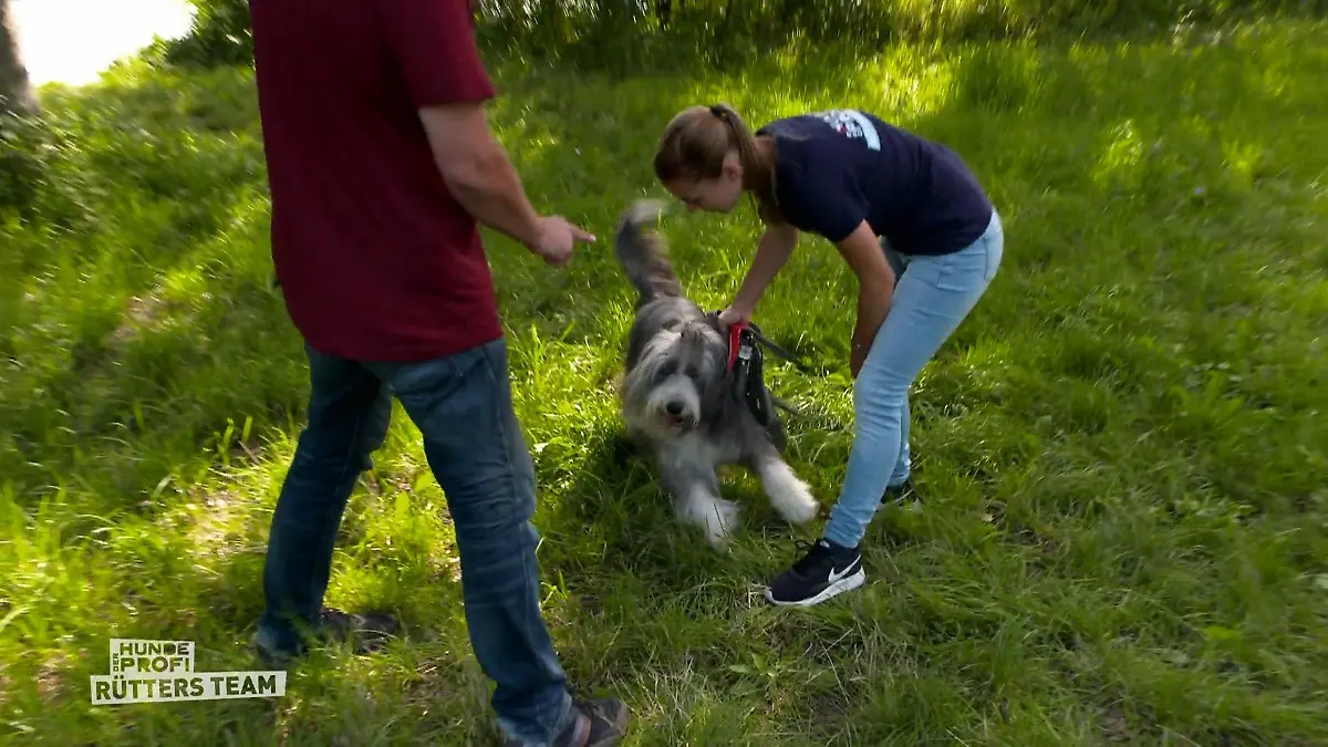 Wenn ein Zug sich nähert flippt Elli aus Hündin ist etwas kamerascheu