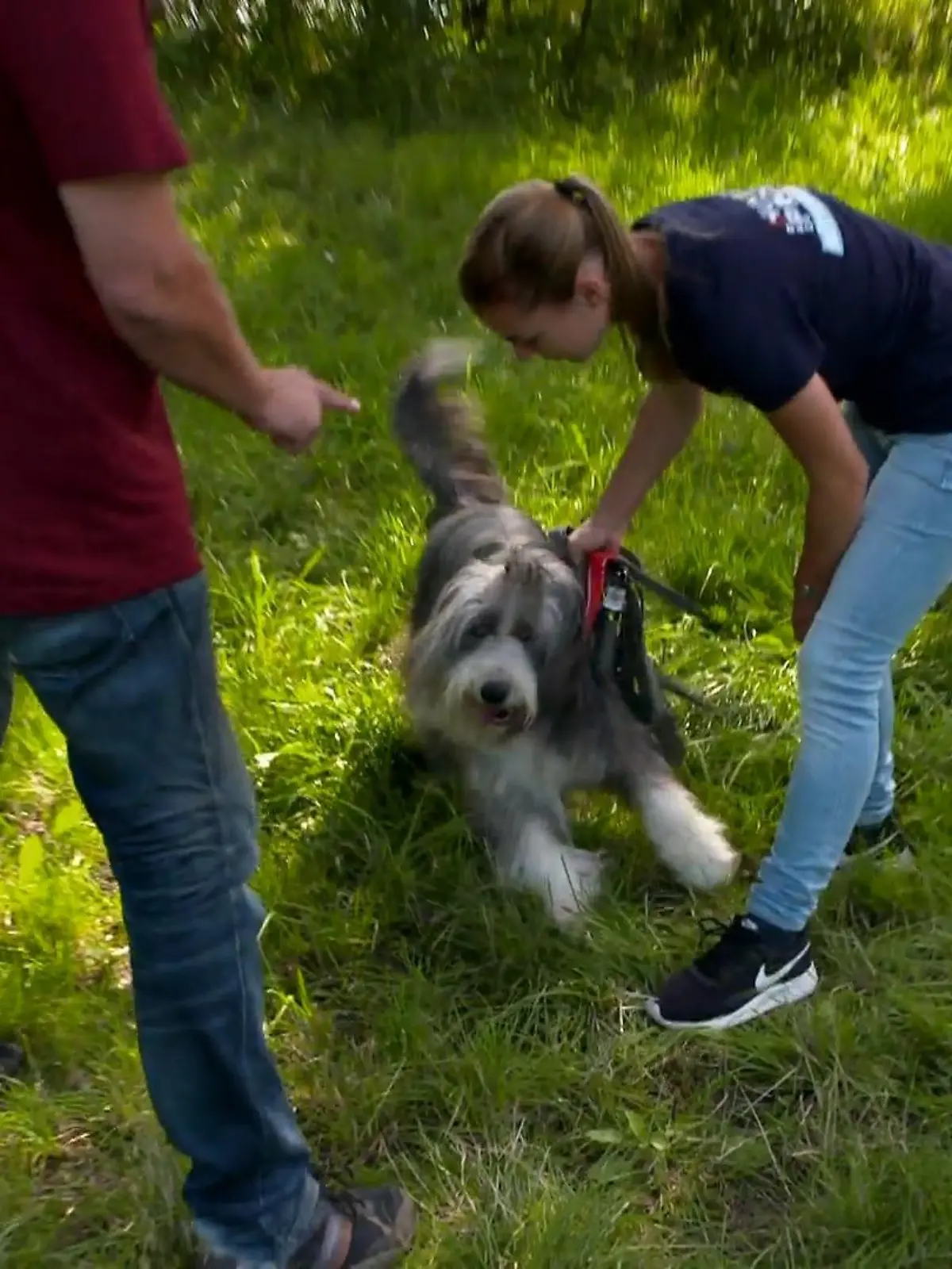Bild zu: "Bearded Colliehündin Elli jagt Zügen hinterher"