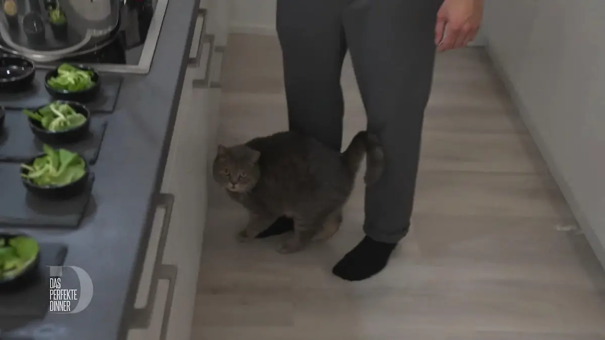 Marcos Kater stiehlt ihm die Show Wer kommt denn da auf Samtpfoten?