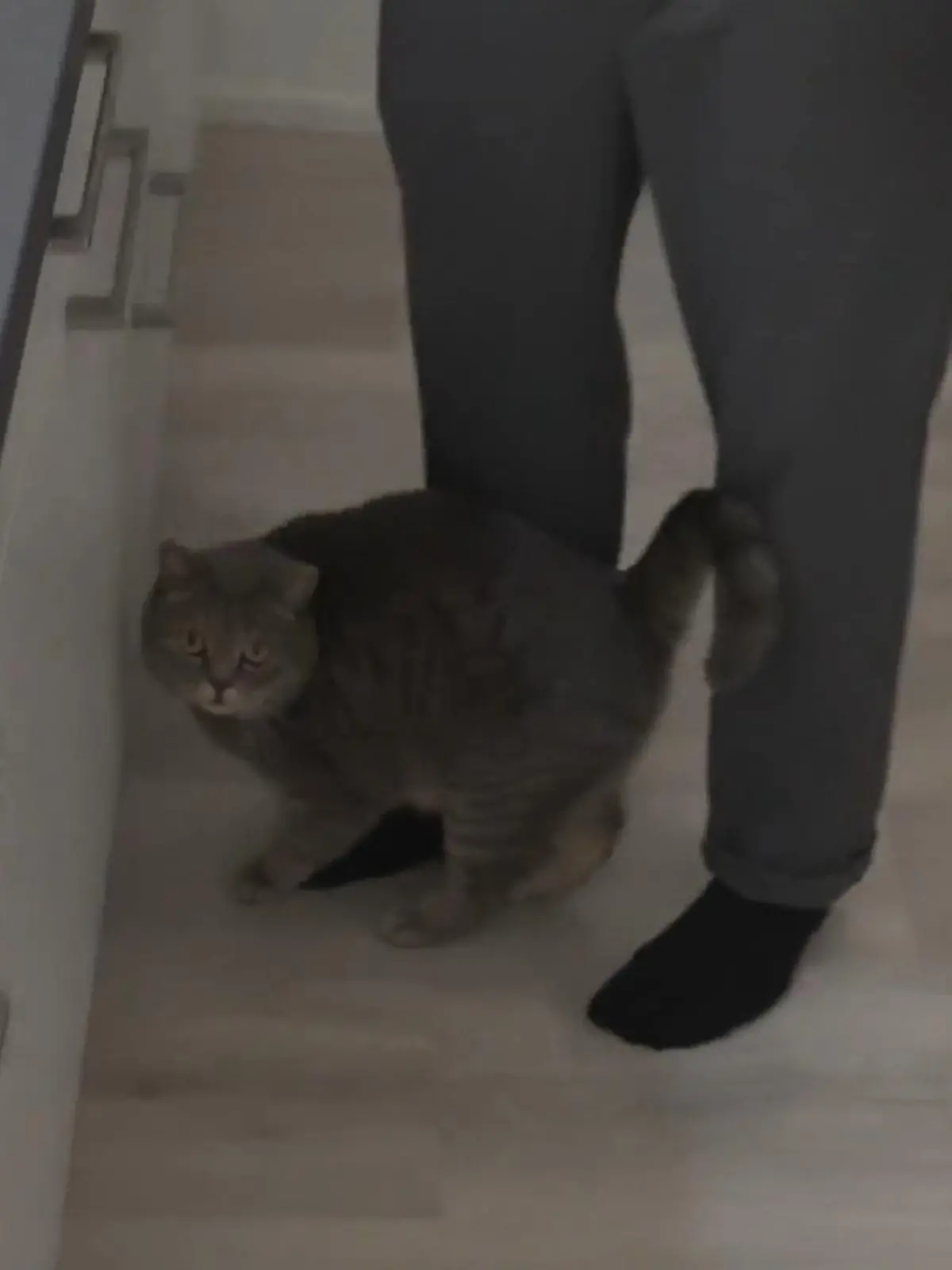 Bild zu: "Marcos Kater stiehlt ihm die Show"