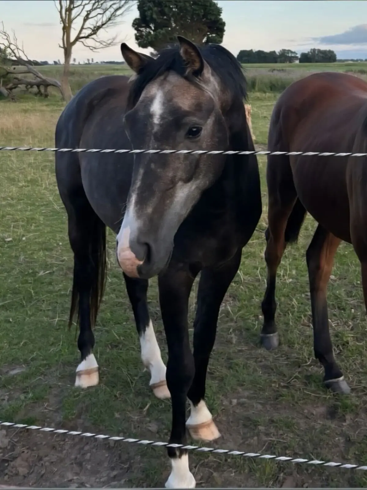 Ein dreijähriges Pferd steht auf einer Weide.