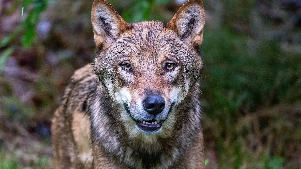 Experten rechnen im Spätsommer und Herbst verstärkt mit Angriffen von Wölfen auf Nutztiere. (Archivbild)