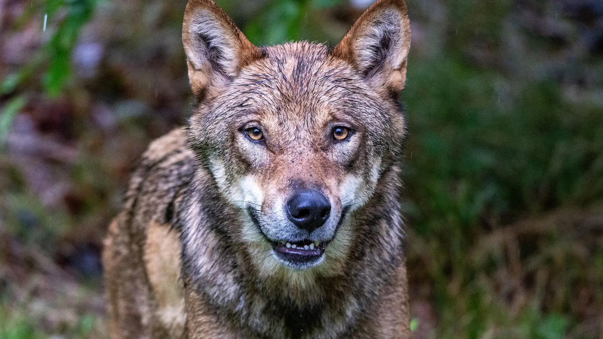 Experten rechnen im Spätsommer und Herbst verstärkt mit Angriffen von Wölfen auf Nutztiere. (Archivbild)