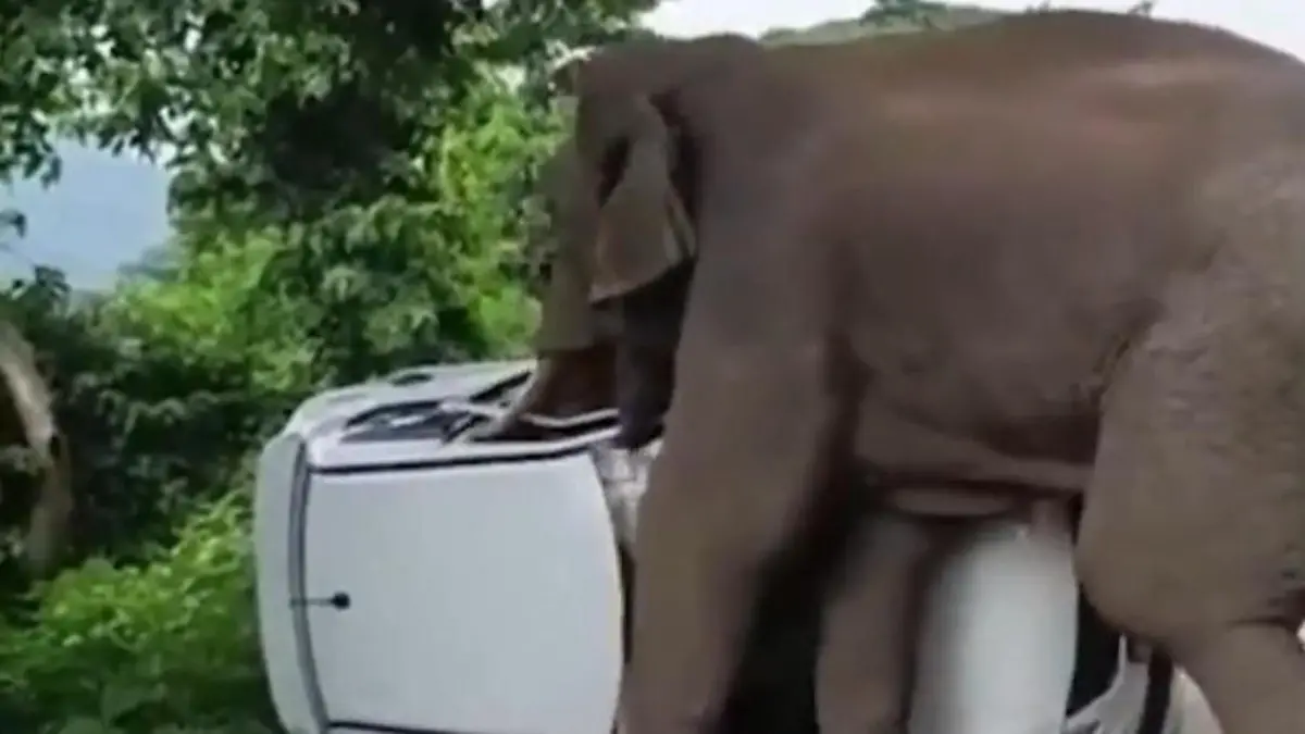 Das ist mein Revier! Aggro-Elefant zeigt Auto, wo der Rüssel hängt Er wütet schon tagelang im Dorf
