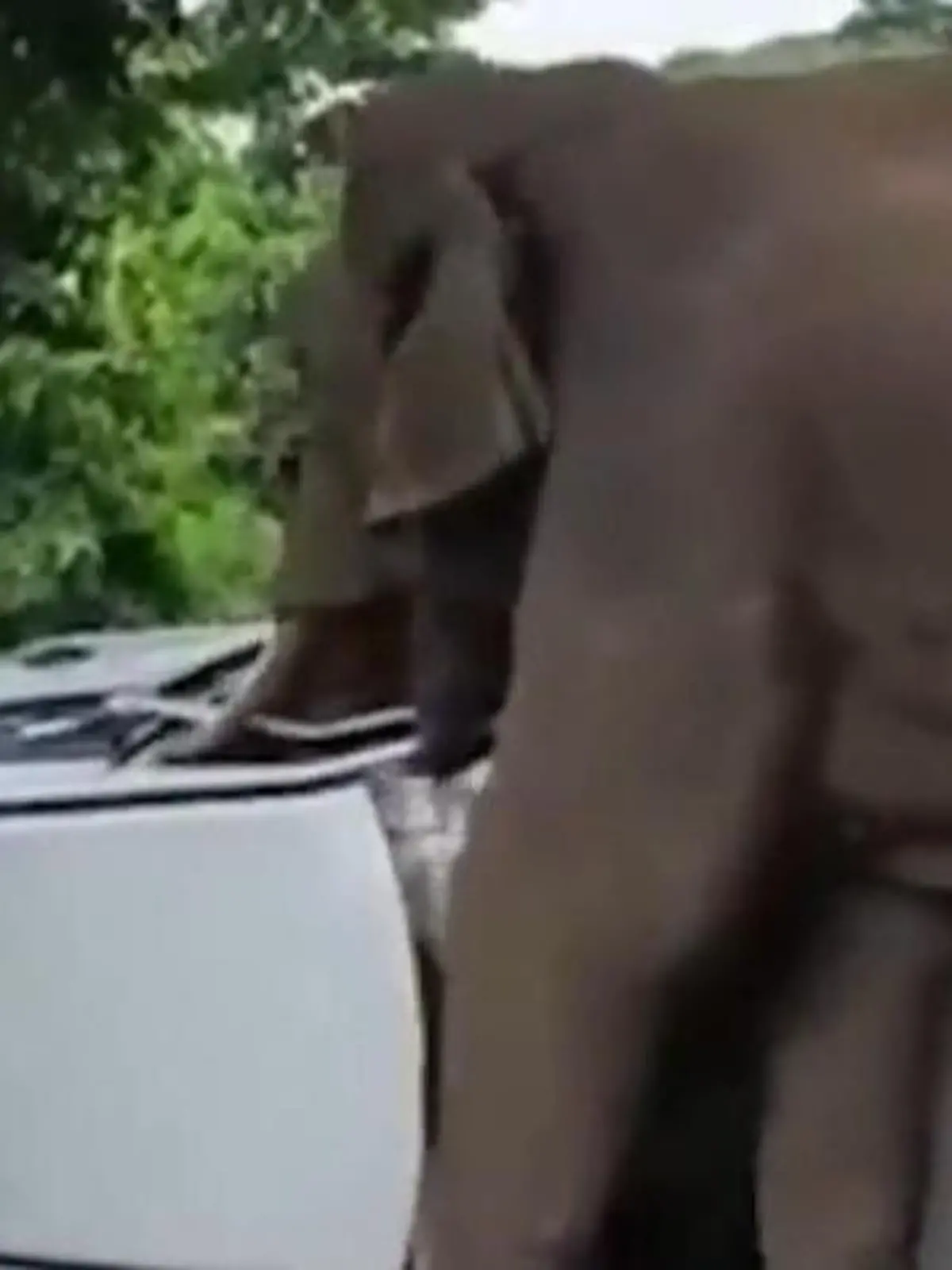 Bild zu: "Das ist mein Revier! Aggro-Elefant zeigt Auto, wo der Rüssel hängt"