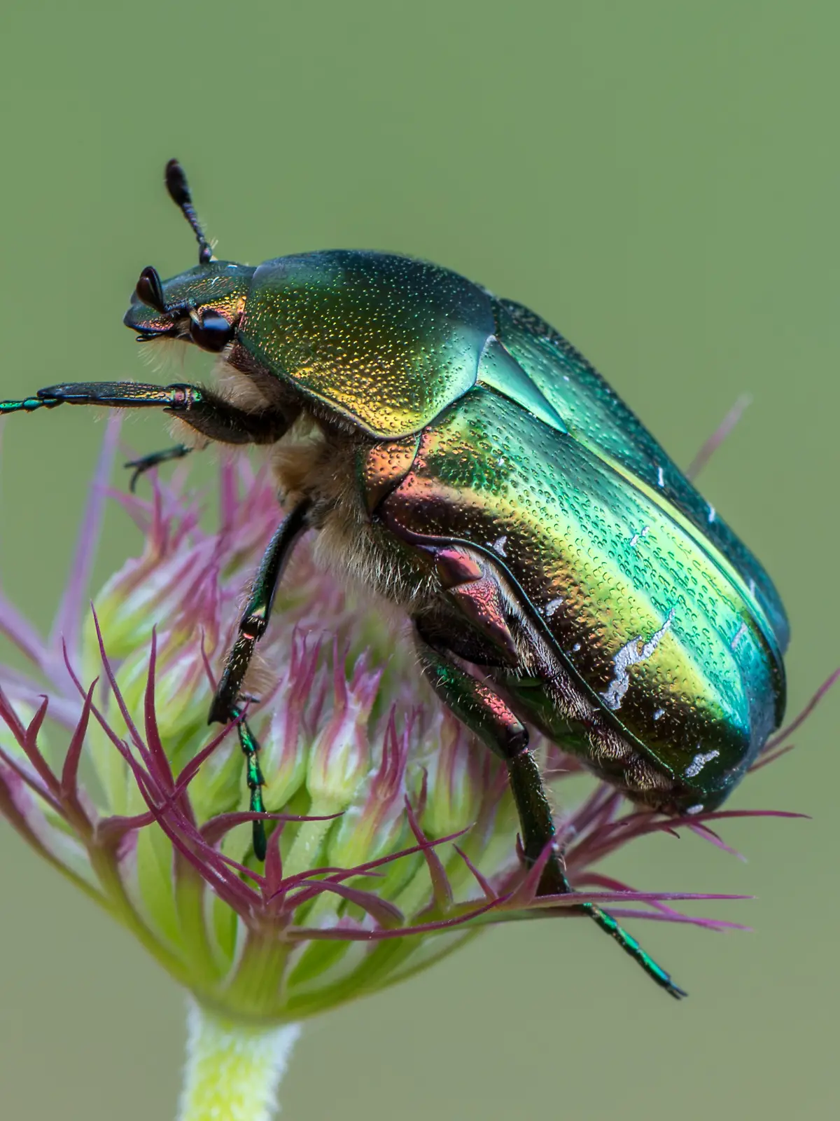 Rosenkäfer auf Blume
