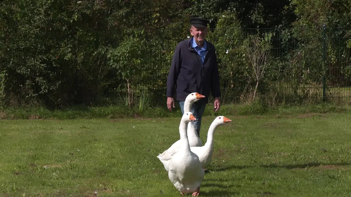 Gans große Tier-Liebe: Für Ludwig Smidt sind seine drei Gänse sein ein und Alles!