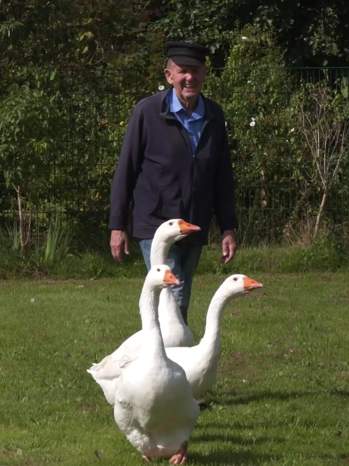 Gans große Tier-Liebe: Für Ludwig Smidt sind seine drei Gänse sein ein und Alles!