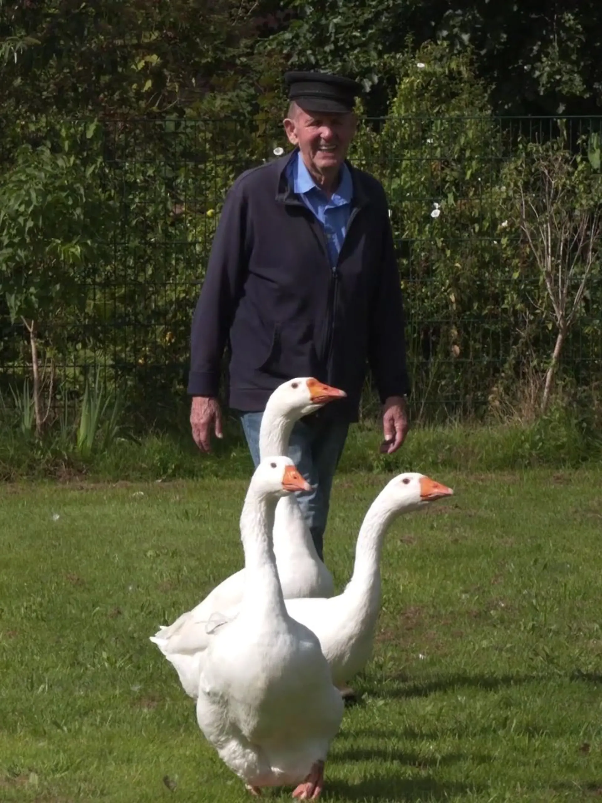 Gans große Tier-Liebe: Für Ludwig Smidt sind seine drei Gänse sein ein und Alles!
