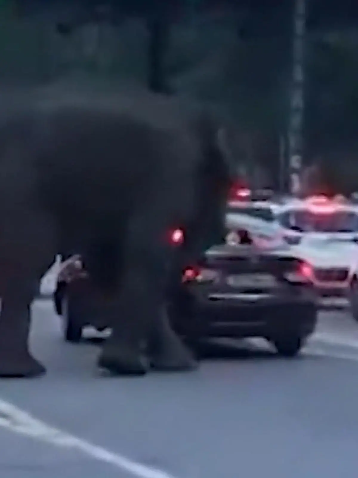 Bild zu: "Aggro-Elefant zerstört Auto auf offener Straße – Bewohner in Angst!"