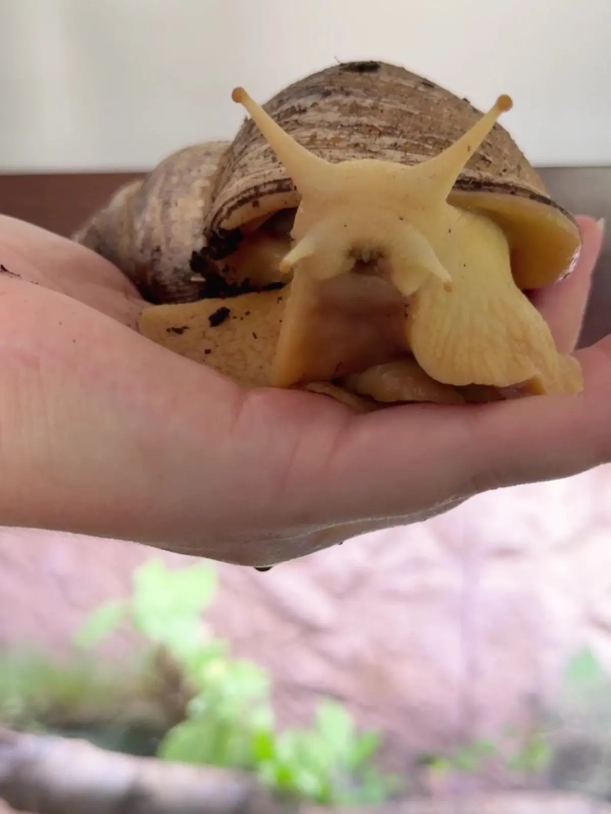 Die Riesenschnecken suchen ein neues Zuhause.