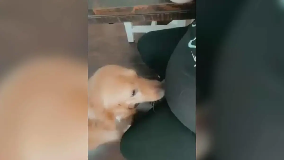 Hund schnüffelt an Bauch