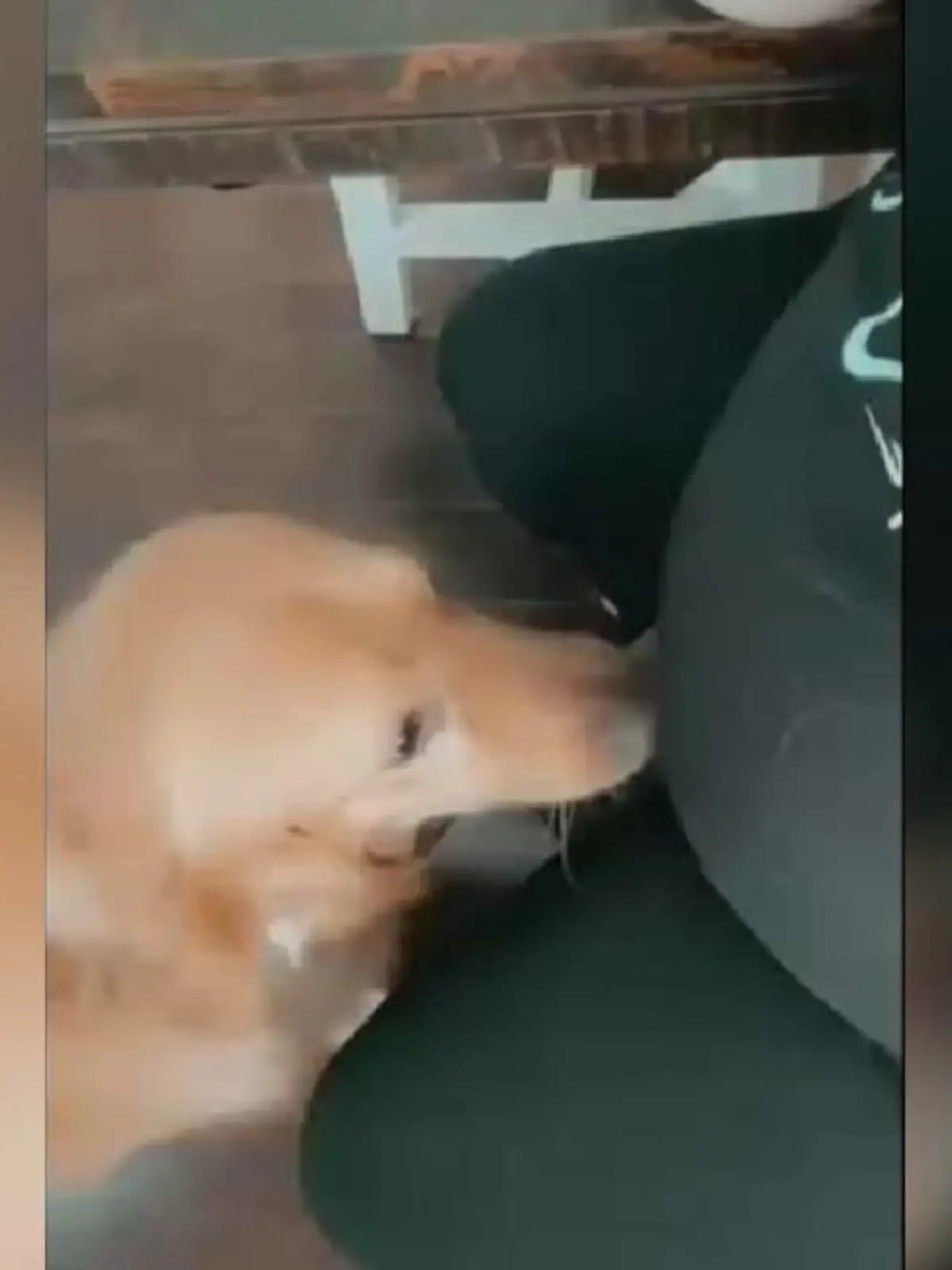 Hund schnüffelt an Bauch