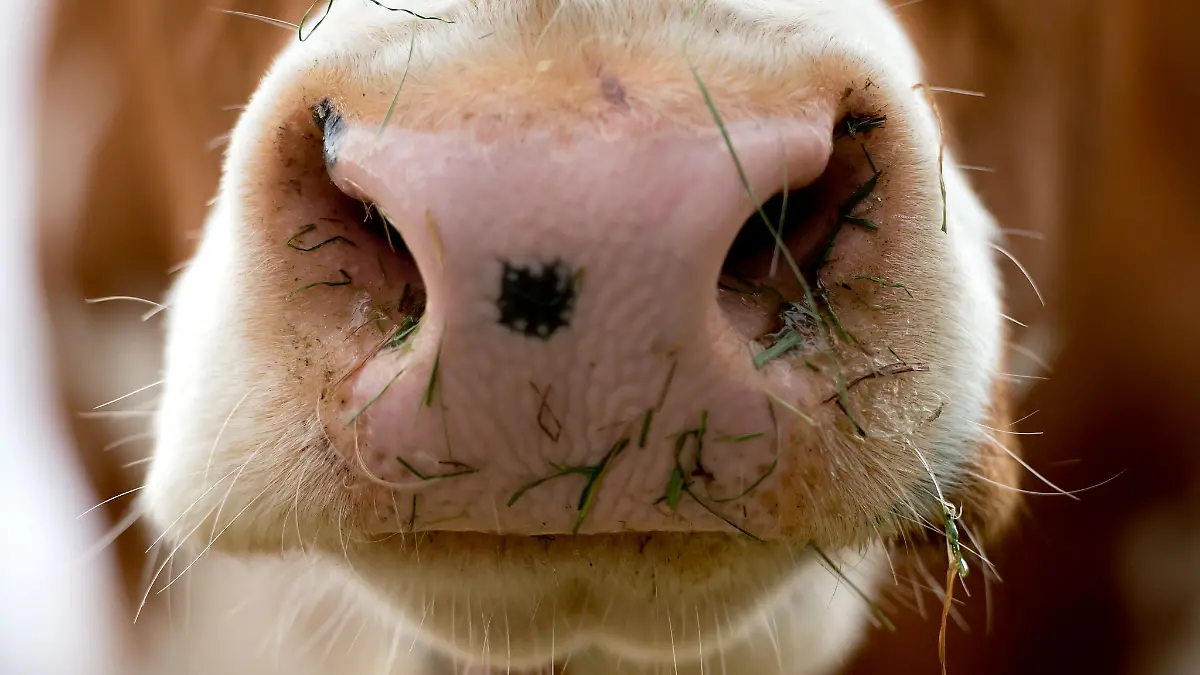 Der Besitzer der Kühe schaffte es gemeinsam mit der Polizei, die Tiere auf eine Weide zu geleiten. (Symbolbild)