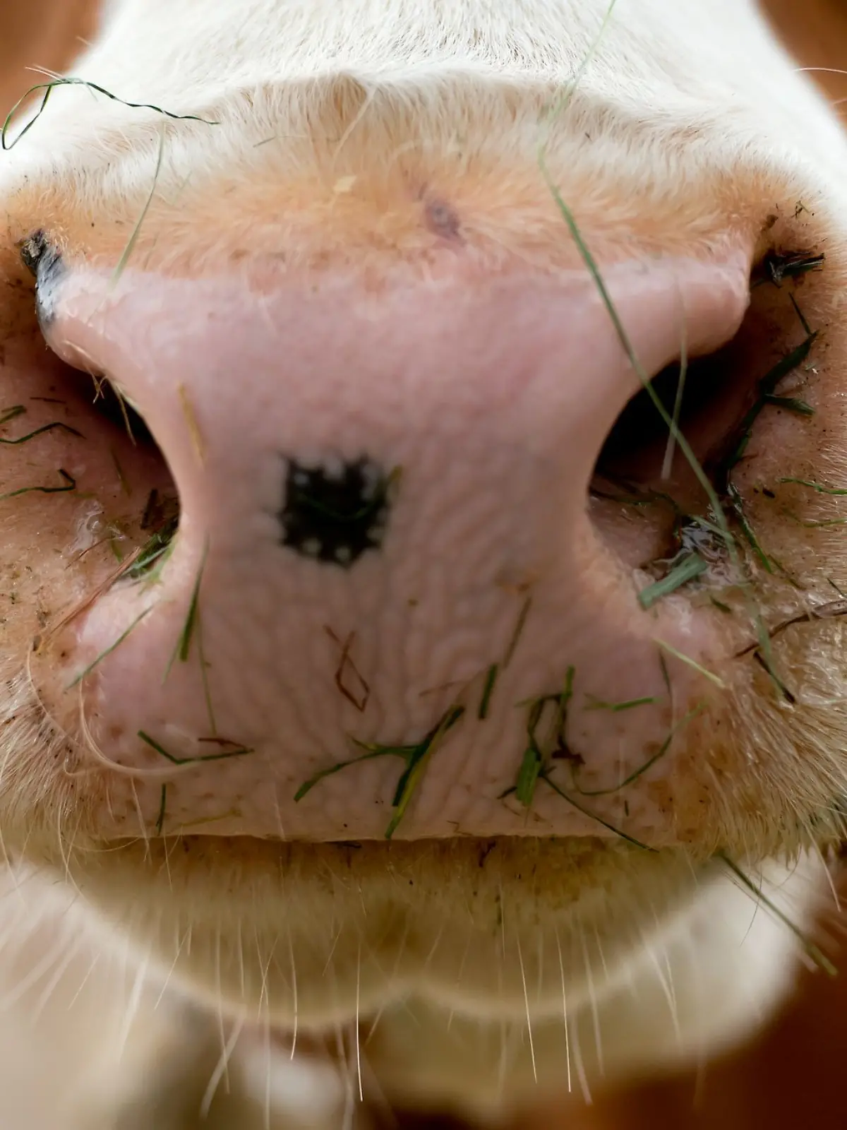 Bild zu: "Kuh reißt sich los und verletzt mehrere Menschen bei Auktion"