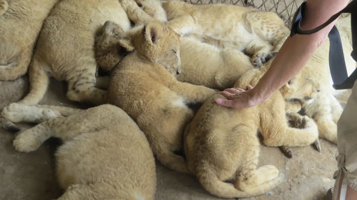 Eine Frau streichelt Löwenbabys in einem Gehege der Moreson's Ranch in Vrede, Free State, Südafrika, aufgenommen am 10. Januar 2015. Foto: Sinikka Tarvainen/dpa (zu dpa «Löwenbabys in Südafrika: Teure Trophäen für Touristen» vom 13.02.2015) +++(c) dpa - Bildfunk+++