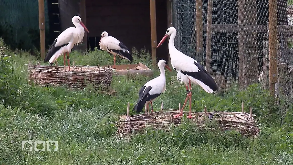 Storchenküken braucht Hilfe Herausforderung in der Mühle