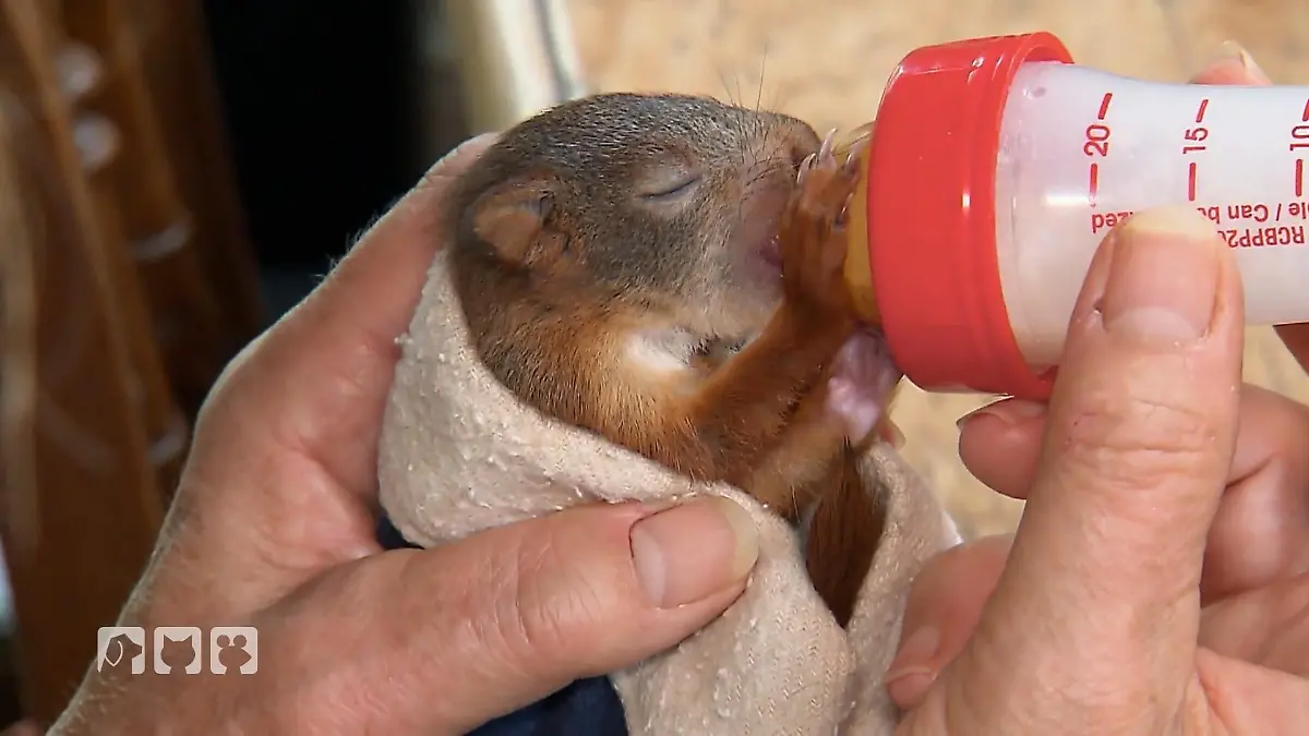 Eichhörnchen bekommt seine Fütterung Kleine Gäste