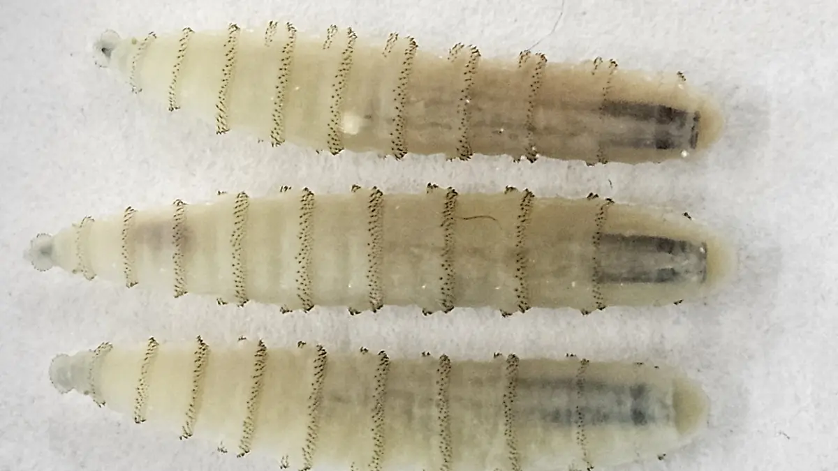 Fleischfressende Schraubenwurmlarven sind wieder in Nordamerika aufgetaucht