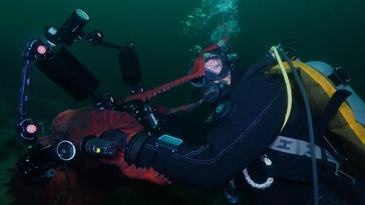 Hey, lass mich mal! Oktopus klaut Tauchern Kamera – und macht Selfies Einzigartige Meeres-Aufnahmen
