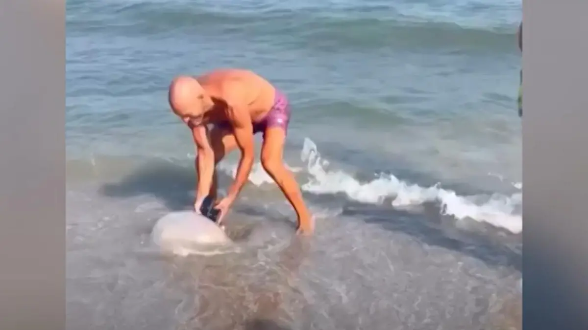 Mit seinen Flip-Flops! Strandbesucher rollt Riesen-Qualle aus dem Meer Gefährlich für Mensch UND Tier