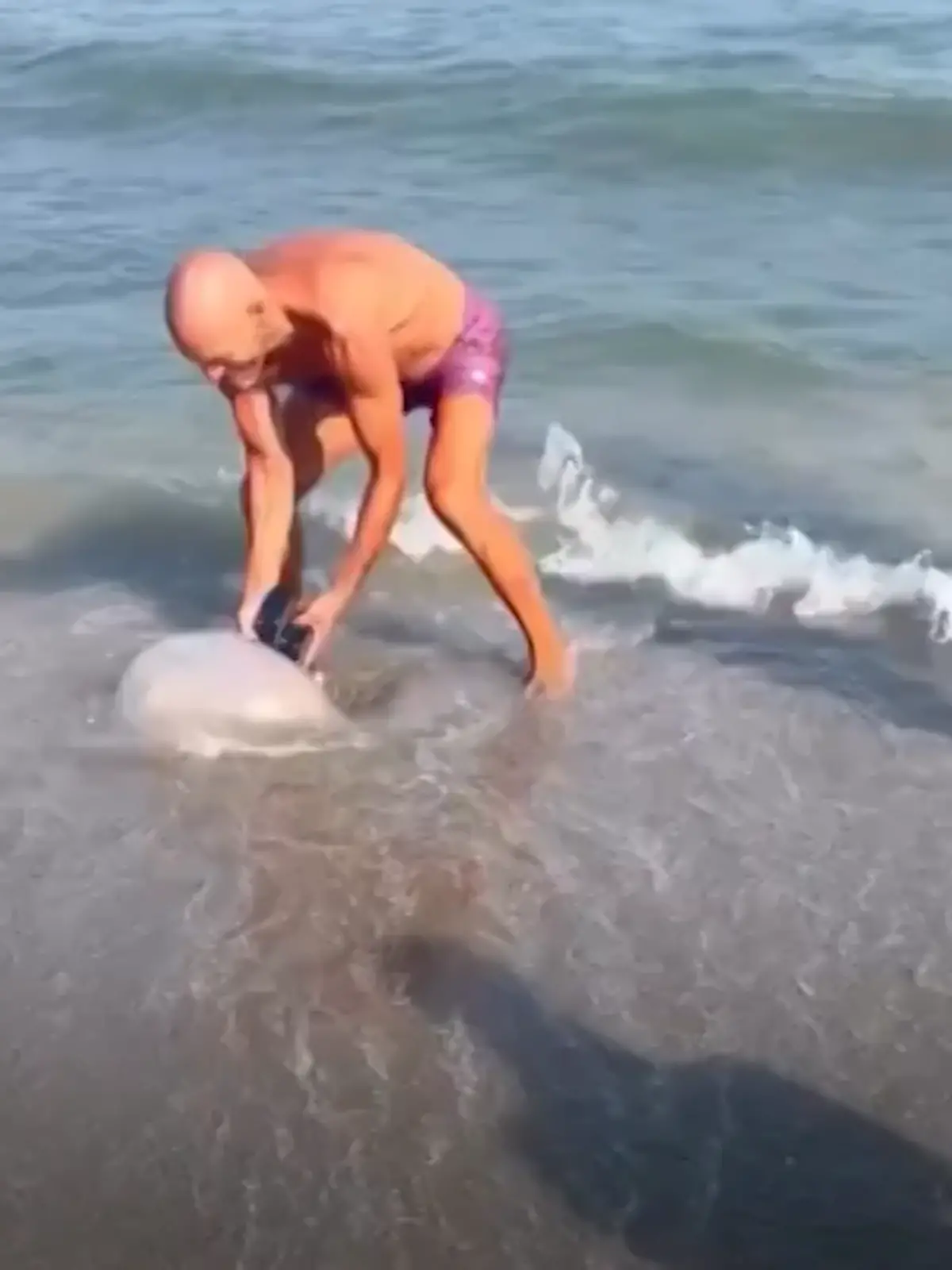 Bild zu: "Mit seinen Flip-Flops! Strandbesucher rollt Riesen-Qualle aus dem Meer "