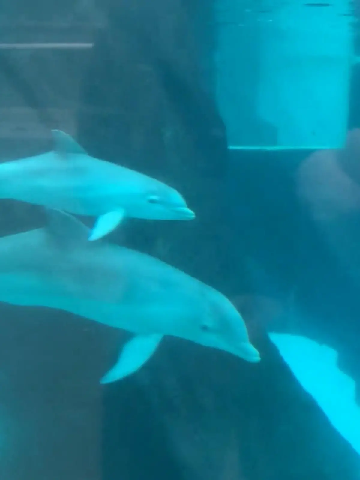 Bild zu: "Delfin-Nachwuchs vorgestellt"