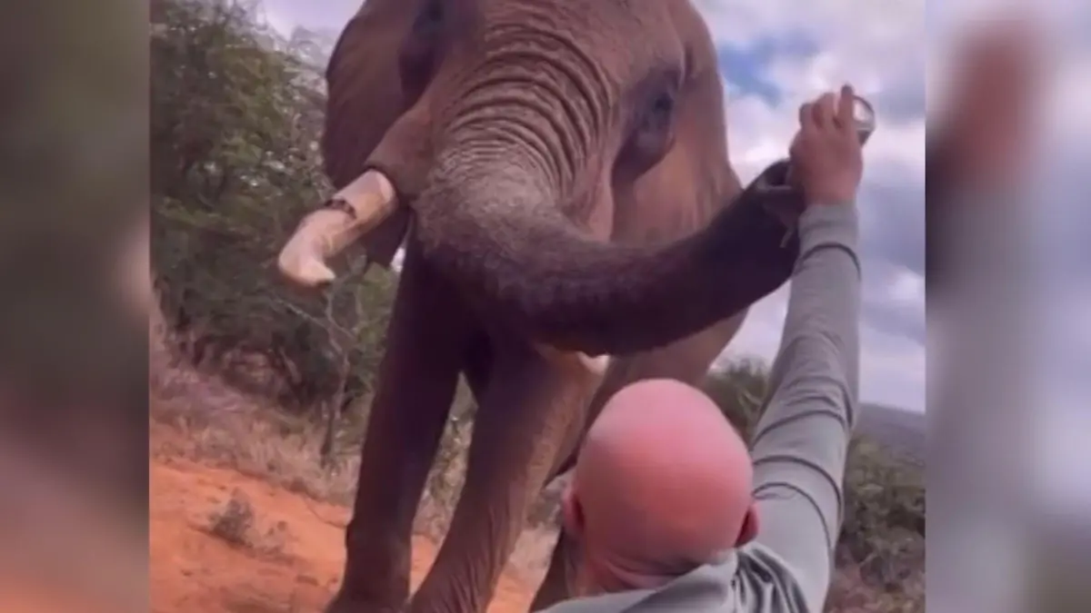 Alkohol-Ärger im Nationalpark! Tourist gießt Elefant Bier in den Rüssel Stolz grinst der Mann in die Kamera