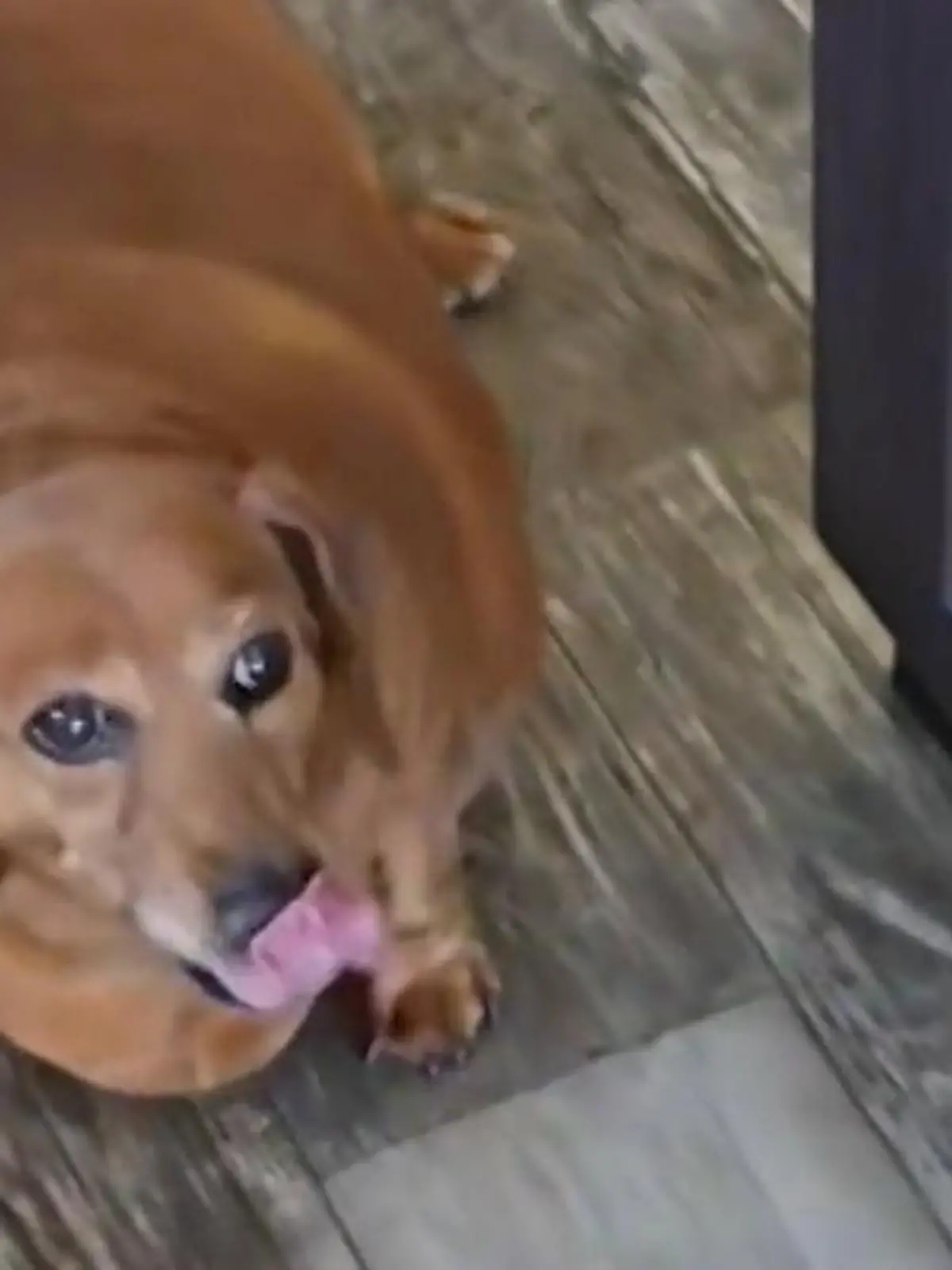 Bild zu: "Dackel Daisy wiegt unfassbare 25 Kilogramm – weil ihr Frauchen Demenz hat!"