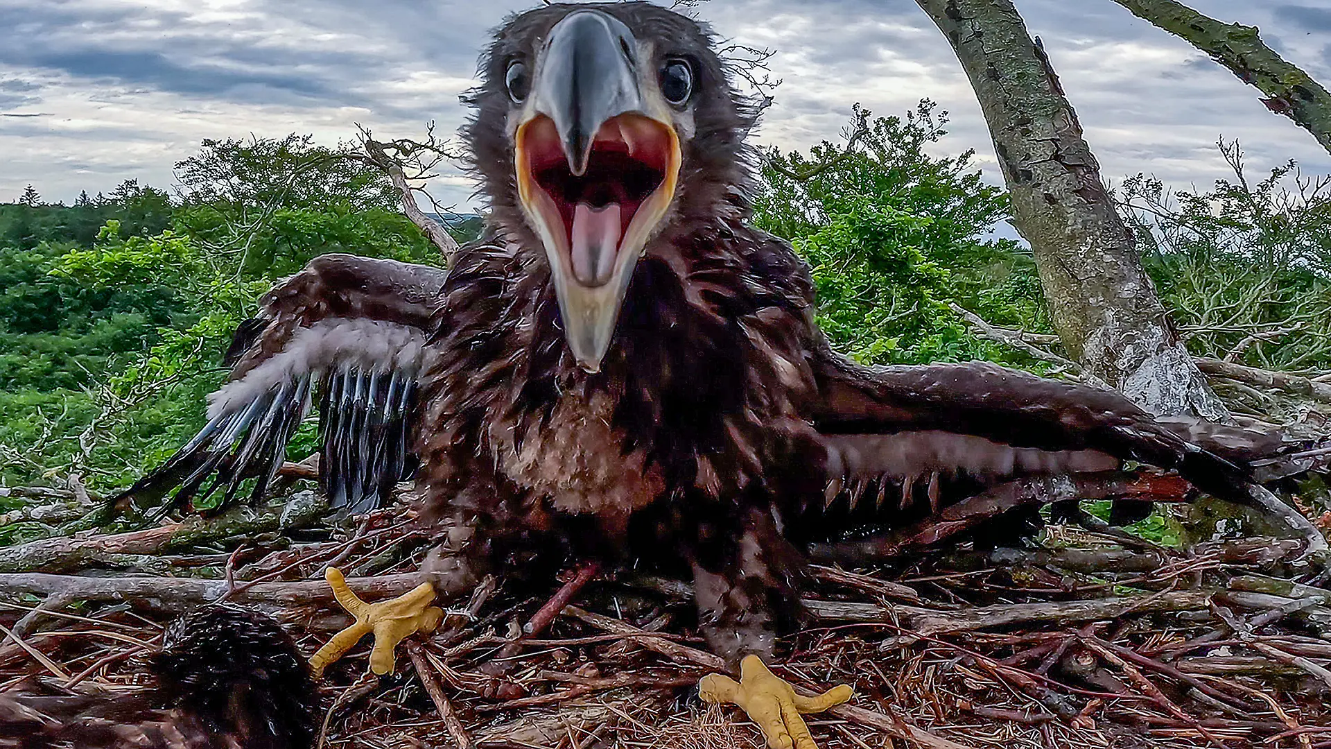 Seeadler