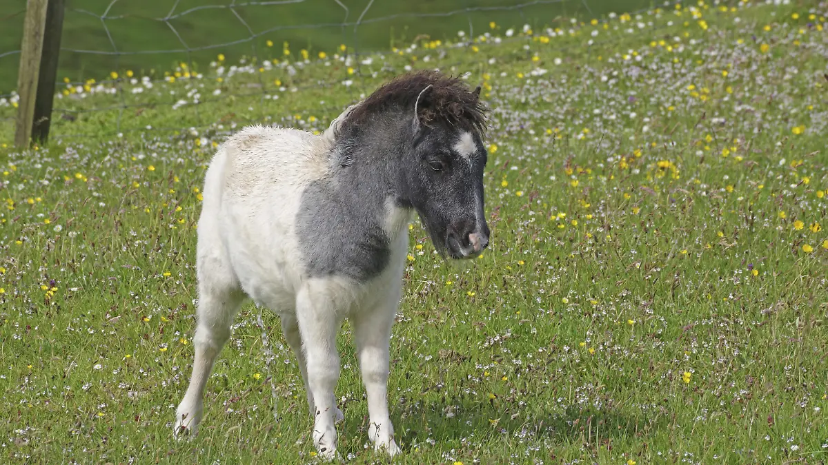 Shetlandpony