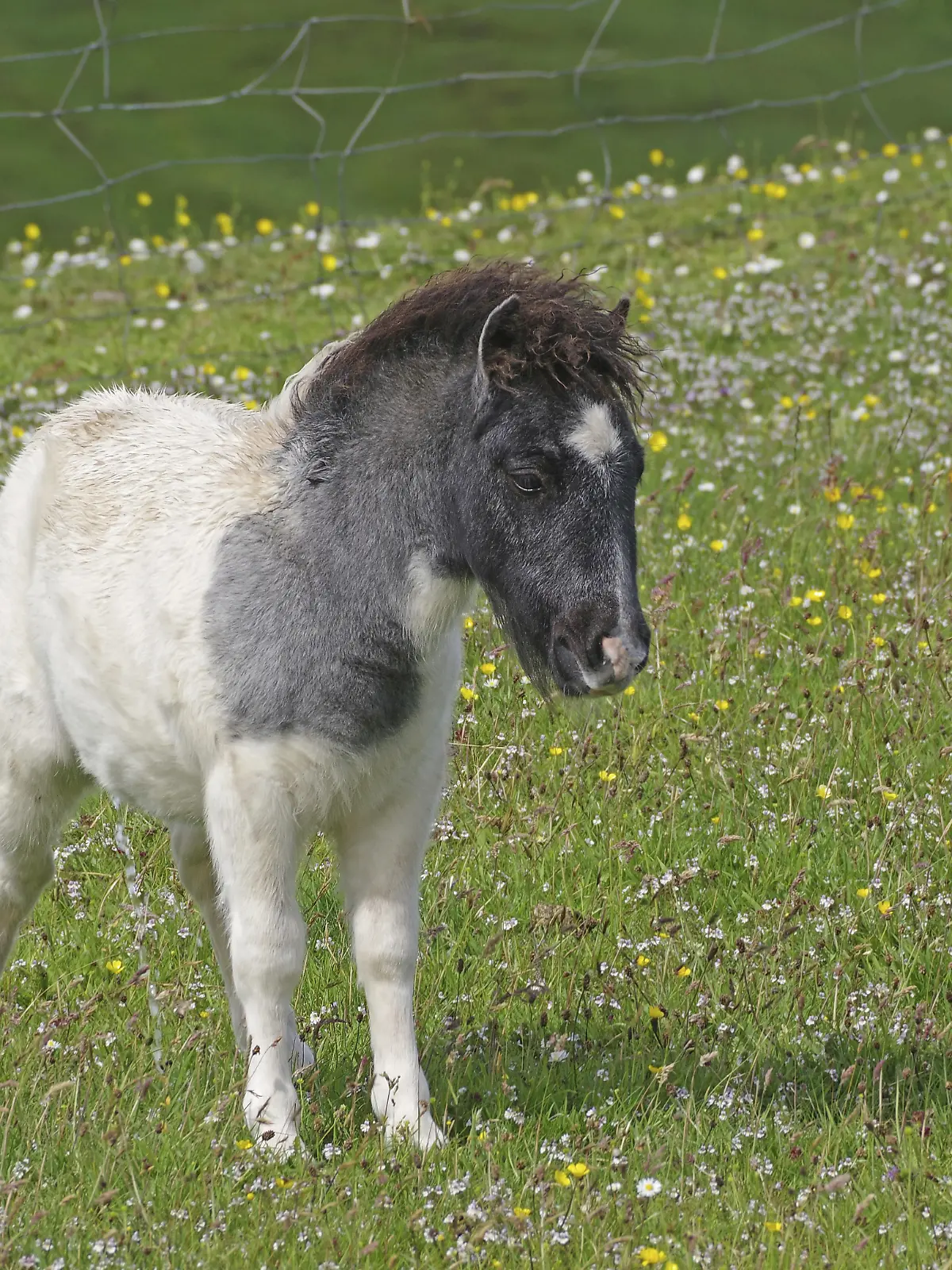 Shetlandpony