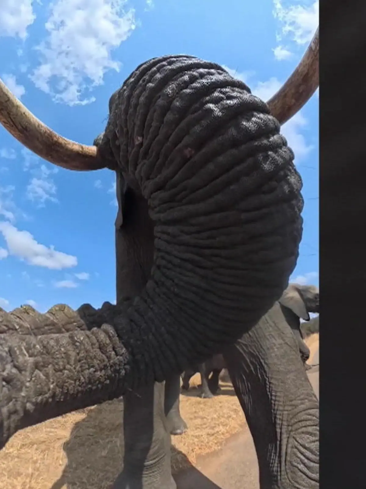 Bild zu: "Elefant klaut Kamera – und liefert einzigartige Aufnahmen"