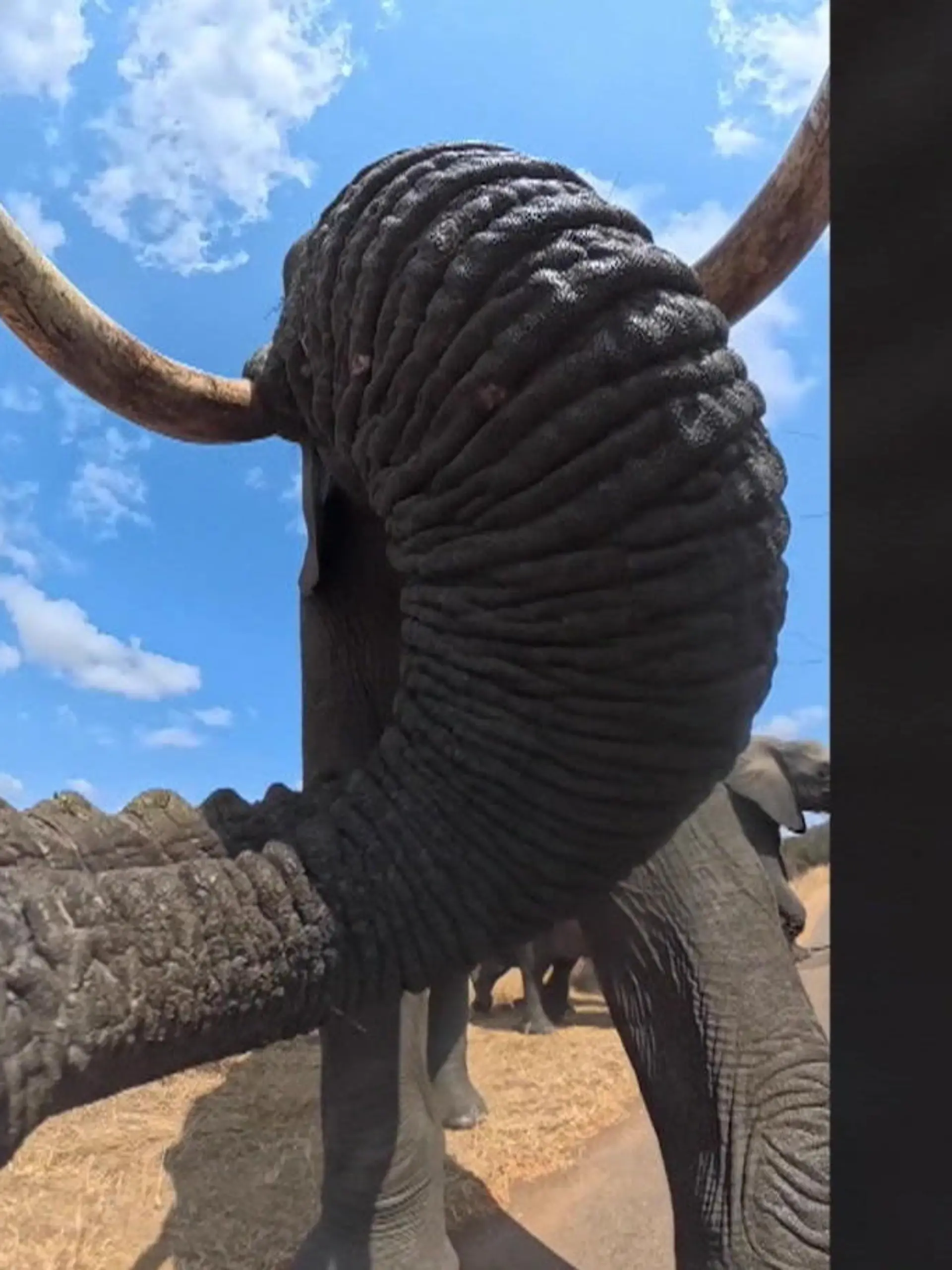 Bild zu: "Elefant klaut Kamera – und liefert einzigartige Aufnahmen"