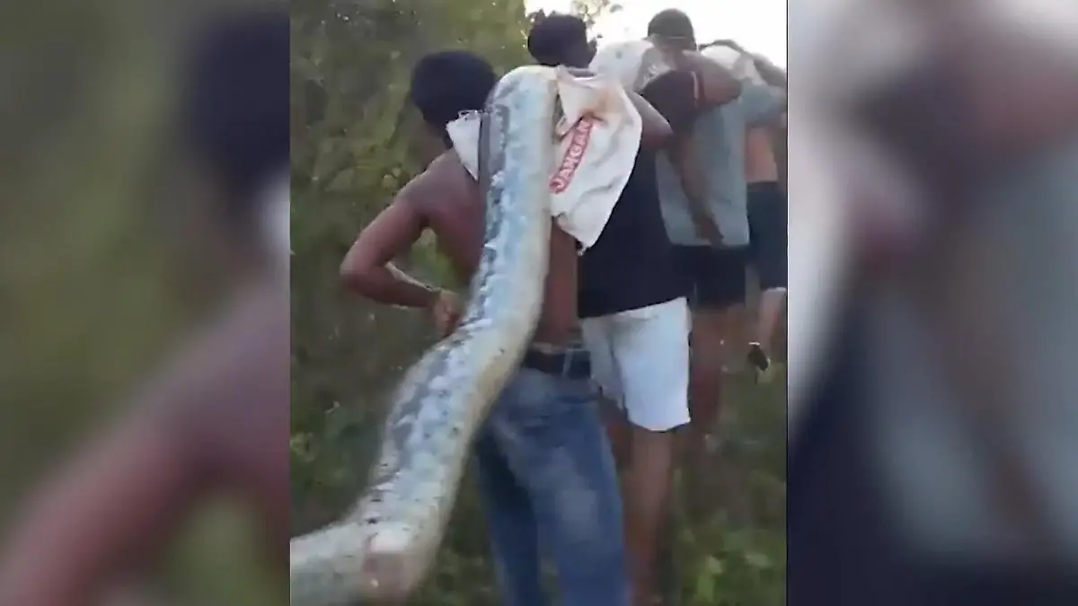 Angst vor Acht-Meter-Python! Ganze Nachbarschaft muss Riesen-Reptil bändigen Schock-Fund in Indonesien