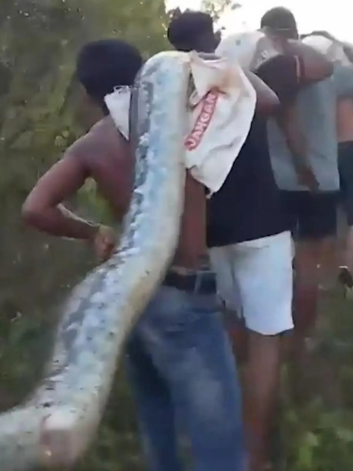 Bild zu: "Angst vor Acht-Meter-Python! Ganze Nachbarschaft muss Riesen-Reptil bändigen"