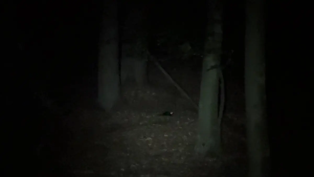 Sophias erster nächtlicher Besucher ist ein Marder.