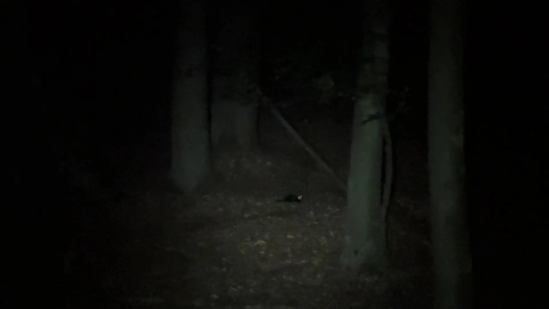 Sophias erster nächtlicher Besucher ist ein Marder.