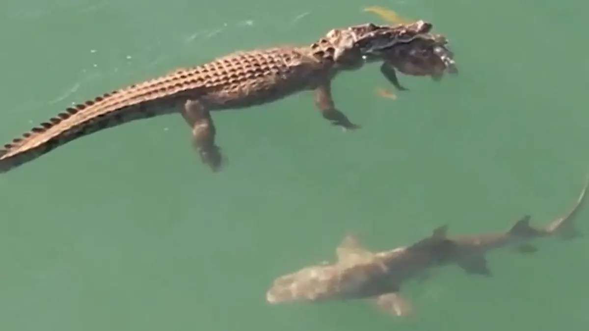 Hier wird nicht geteilt! Hai jagt Krokodil – wegen seiner Beute! Wer schnappt sich die Schildkröte?