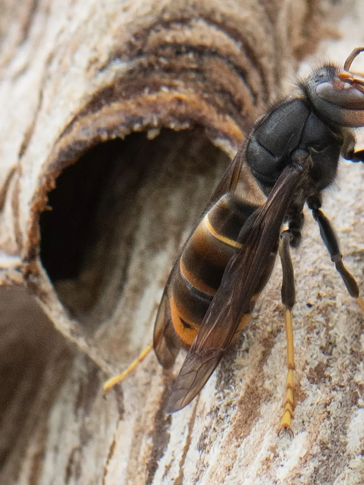 Bild zu: "Riesenhornissen stechen Vater (47) und Sohn (15) tot"